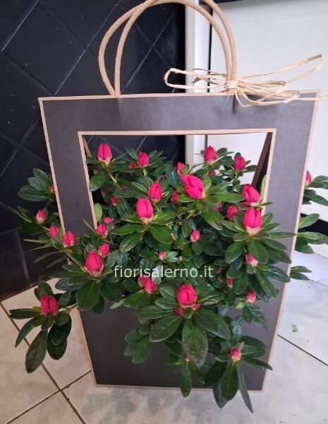 Azalea in borsetta