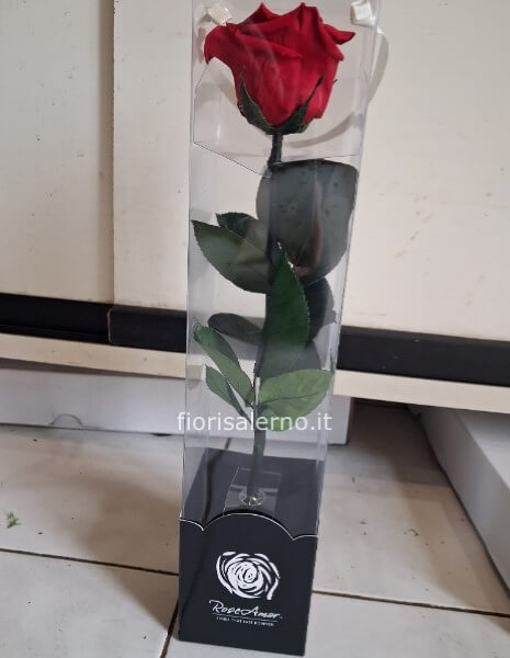 Rosa stabilizzata a stelo